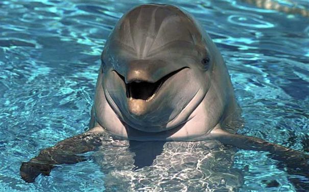 FL/Key Largo/Delphin