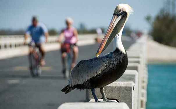 FL/Key Largo/Pelikan