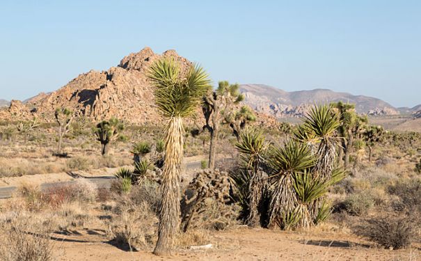 CA/Joshua Tree National Park/Palmen 2