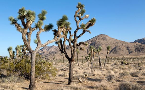 CA/Joshua Tree National Park/Trees