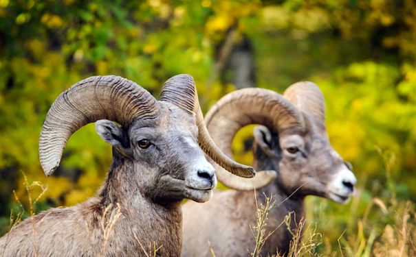 SD/Custer State Park/Schaf