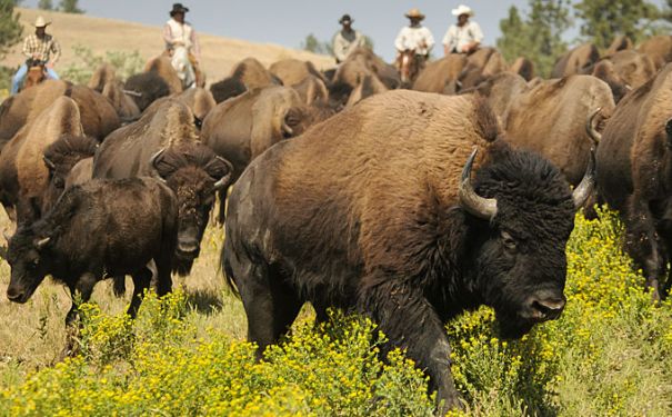 SD/Custer State Park/Buffalo