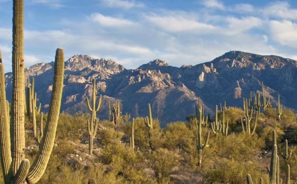 AZ/Tucson/Allg Bilder/Wüste