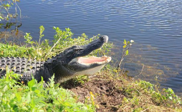 FL/Everglades/American-Alligator