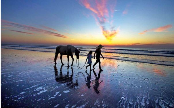 FL/Amelia Island/Fernandina Beach/Horse