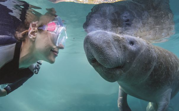 FL/Crystal River/Manatee aus der Nähe