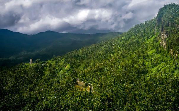 PR/El Yunque NF/Blick auf Regenwald