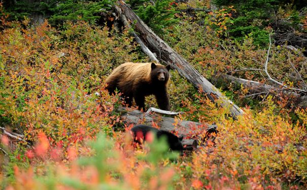 BC/allg Bilder/Whistler/Bär