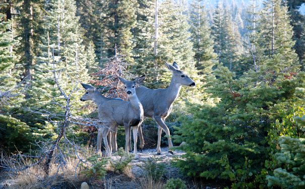 CA/Sequoia National Park/Landschaft Wildlife