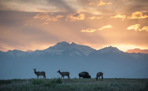 MT/Glacier Nationalpark/Landschaft und Tiere