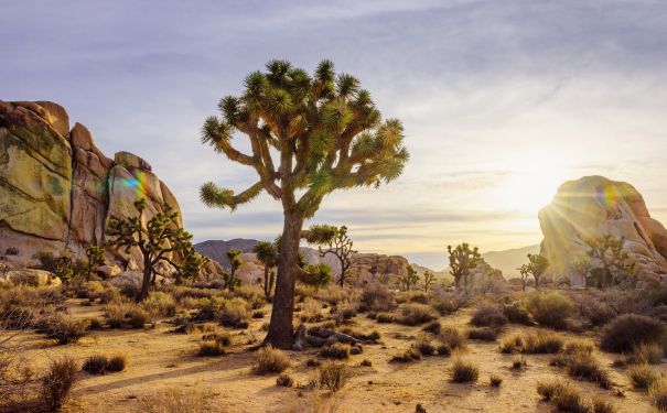 CA/Joshua Tree National Park