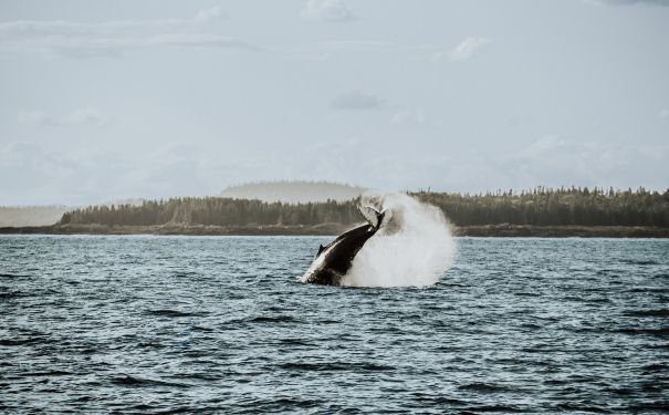 NB/St. Andrews/Buckelwal