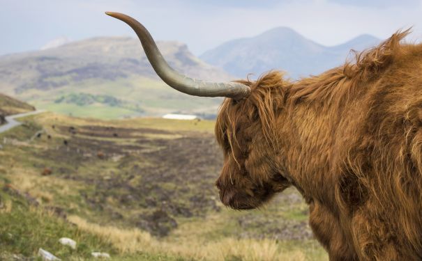 SCO/Isle of Skye/Highland Kuh