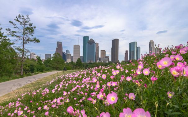TX/Houston/Skyline mit Blumen