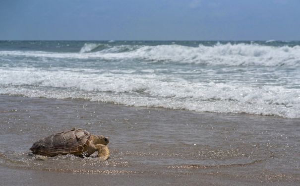NC/Topsail Beach/Schildkröte