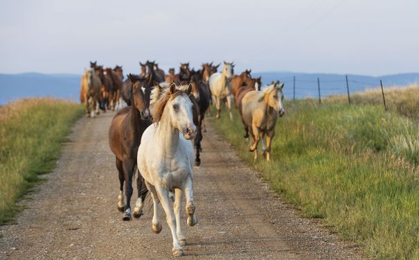 MT/Circle Bar Guest Ranch/Pferde