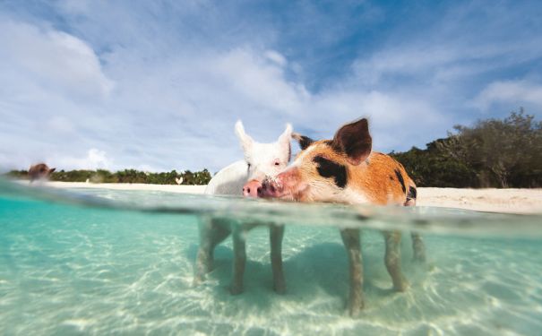 BAH/Exuma/Schwimmende Schweine