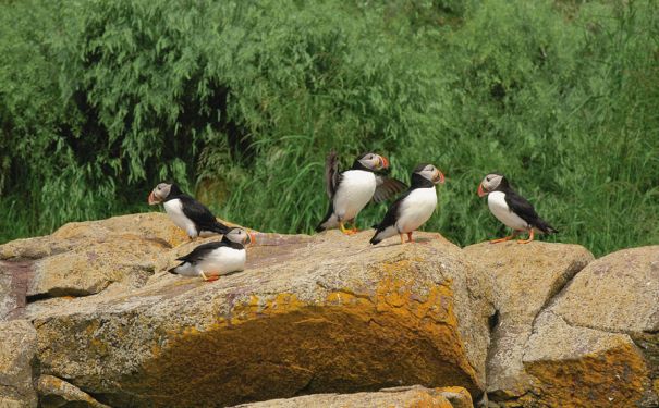 NL/Papageientaucher Gruppe