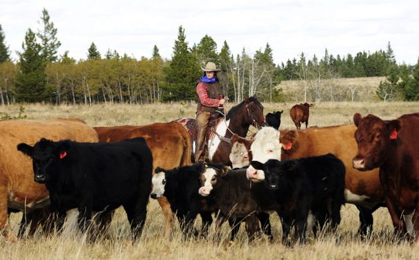 SK/Historic Reesor Ranch/Rinderherde