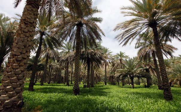 OMN/Nizwa/Palmenplantage