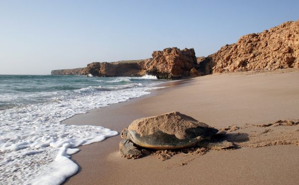 OMN/Ras al-Jinz/Schildkröte auf dem Starnd