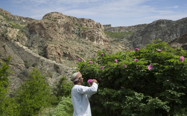 OMN/Hajar-Gebirge/Rosenfarm