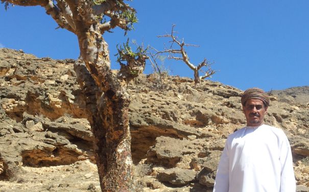 OMN/Salalah/Weihrauchbaum