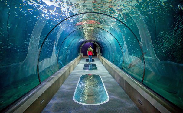 OR/Newport/Oregon Coast Aquarium