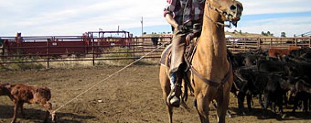 WY/New Haven Ranch/Branding