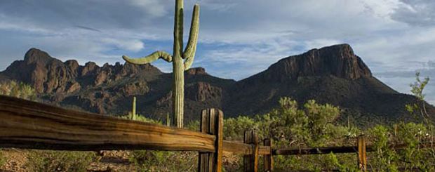 AZ/White Stallion Ranch/Landschaft