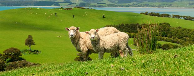 NZ_Sheepshutterstock-159697325 - Credit: KIWI TOURS GmbH