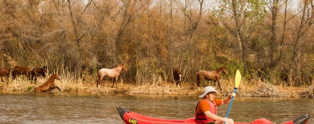Kayaker mit Wildpferden,  Lower Salt River, Scottsdale, Arizona - Credit: REI Co-op Experiences