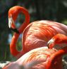Flamingos auf Eleuthera, Bahamas - Credit: bahamas.de