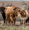 Longhorn cattle at the Flying W, Kansas - Credit: Flying W Ranch