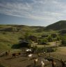 Pferde der La Reata Ranch, Saskatchewan - Credit: La Reata Ranch