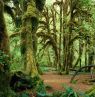 Regenwald vom Olympic National Park, Washington - Credit: Washington Tourism Alliance