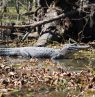 Alligator im Honey Island Swamp, Louisiana - Credit: Louisiana Department of Culture, Recreation and Tourism