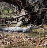 Alligator in Honey Island Swamp, Louisiana - Credit: Louisiana Department of Culture, Recreation and Tourism