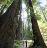 Redwood National and State Parks, California - Credit: California Travel and Tourism Commission/Andreas Hub