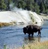Bison, Wyoming - Credit: Rocky Mountain International