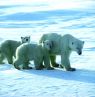 Eisbären, Manitoba - Credit: travelmanitoba.com