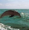 Delfin, St. Petersburg Beach, Florida - Credit: Visit Florida