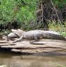 Cajun Swamp Tours, Louisiana - Credit: River Parishes Tourist Comission