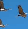 Bosque Del Apache, New Mexico - Credit: New Mexico Tourism Department