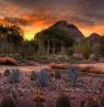Desert Botanical Garden, Phoenix, Arizona - Credit: Visit Phoenix, © Adam Rodriguez