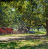 Ernte der Pekannüsse, Lane Southern Orchards, Fort Valley, Georgia - Credit: Georgia Department of Economic Development, ralph daniel photography, inc