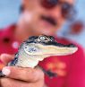 Kleiner Alligator, Florida - Credit: VISIT FLORIDA