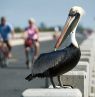 Pelikan, Key Largo, Florida Keys, Florida - Credit: John Moran