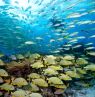 John Pennekamp Coral Reef State Park, Key Largo, Florida Keys, Florida - Credit: Stephen Frink