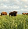 Tallgrass Prairie National Preserve, Kansas - Credit: Kansas Department of Wildlife Parks & Tourism